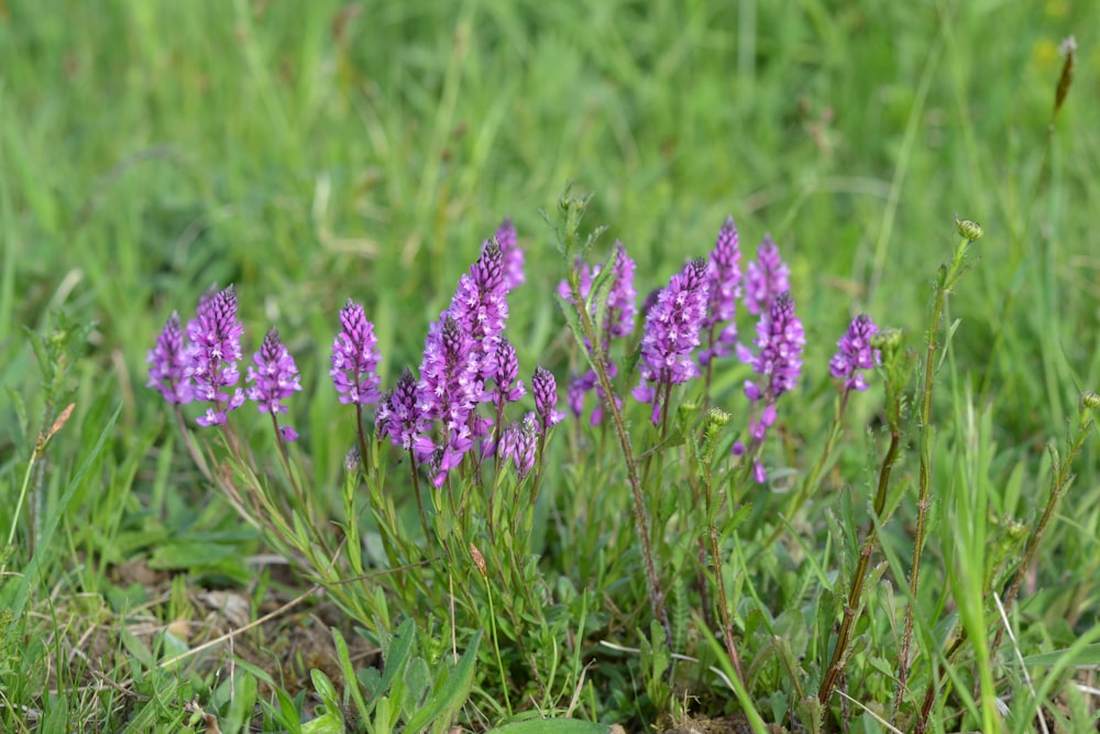 a group of purple flowers growing in the grass