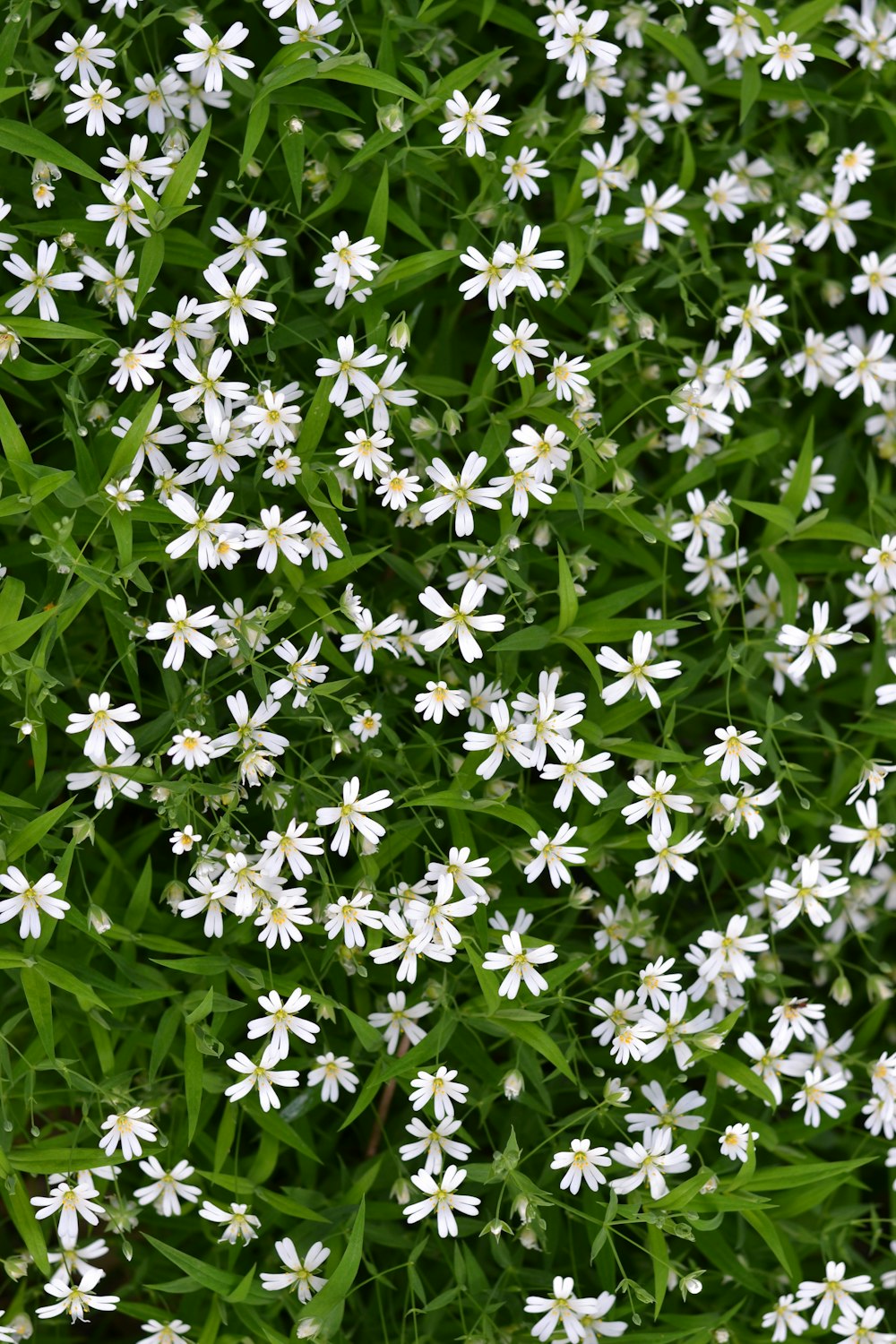 a bunch of white flowers that are in the grass