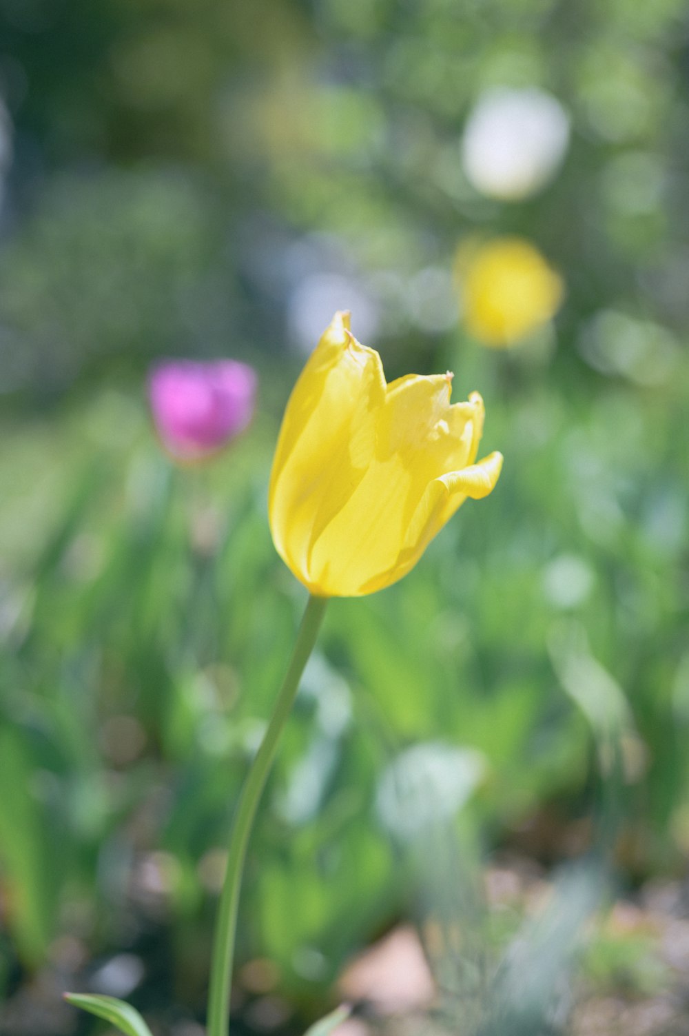 a single yellow tulip in the middle of a garden