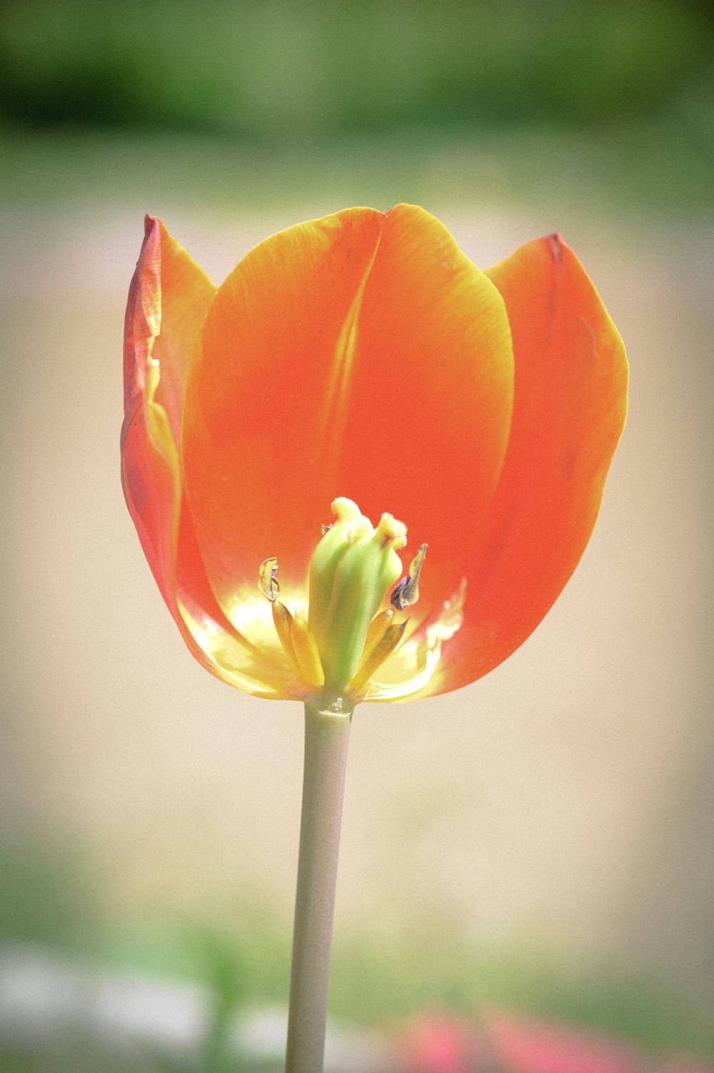 a close up of a flower with a blurry background