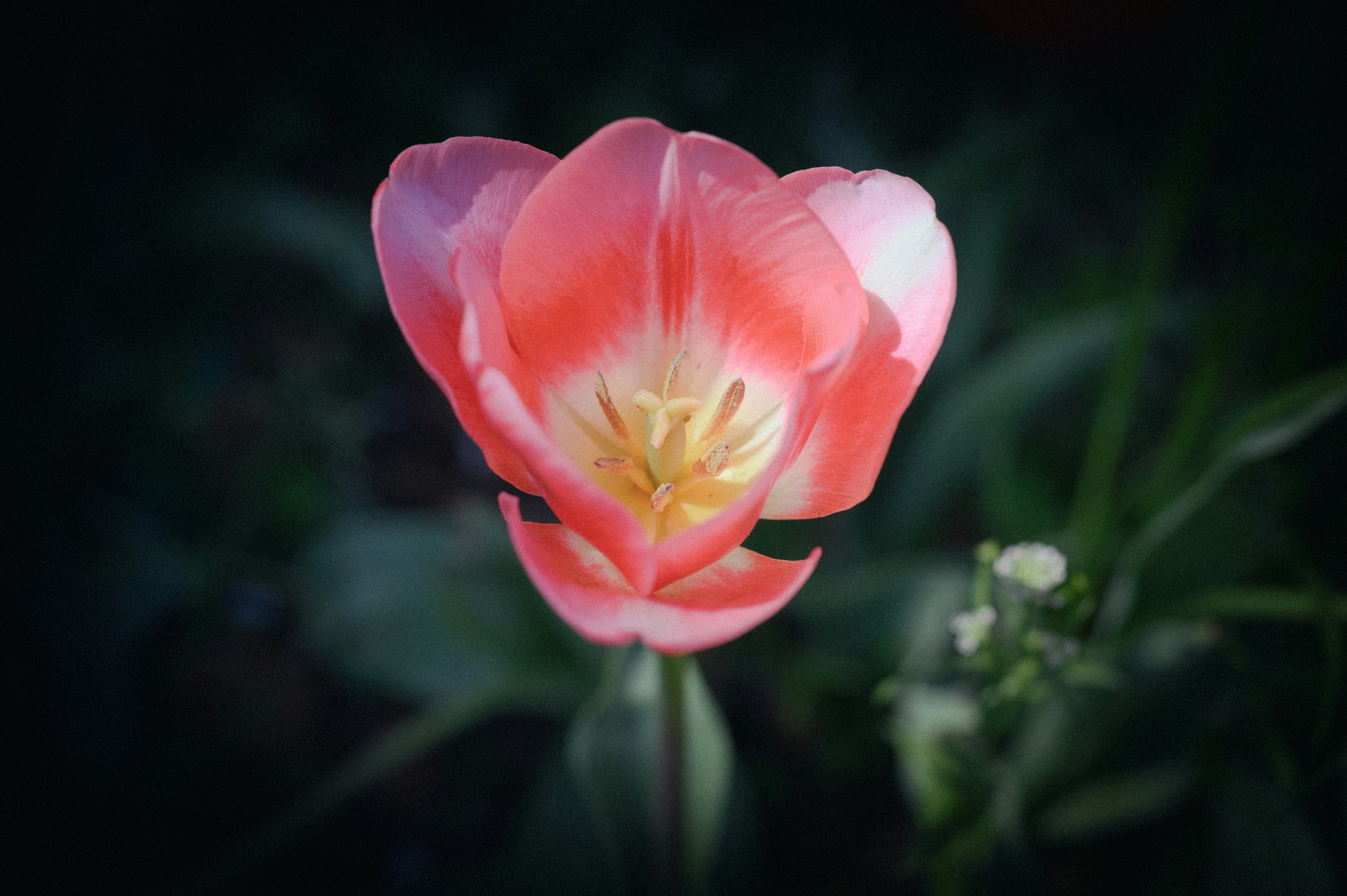 Photo by hayato_no_kiroku