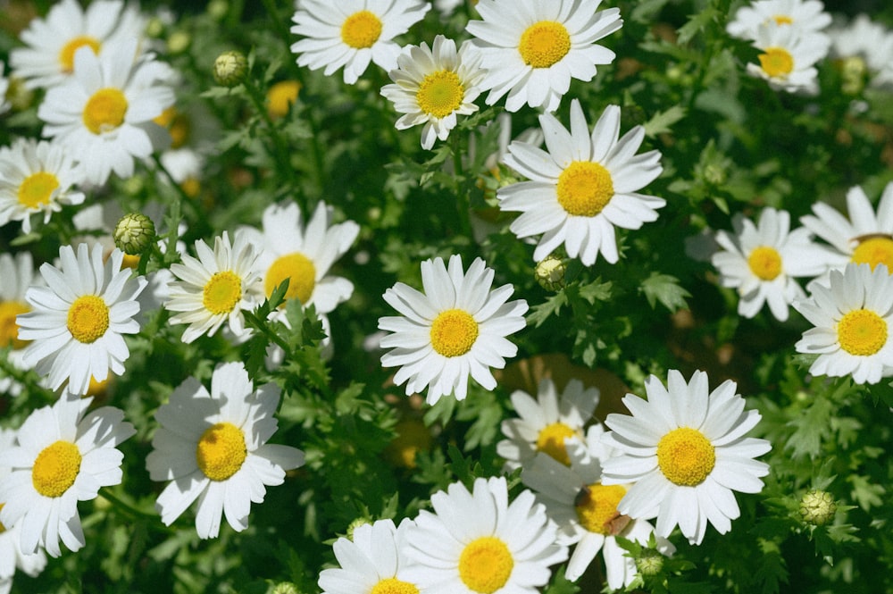 a bunch of white and yellow flowers in a field