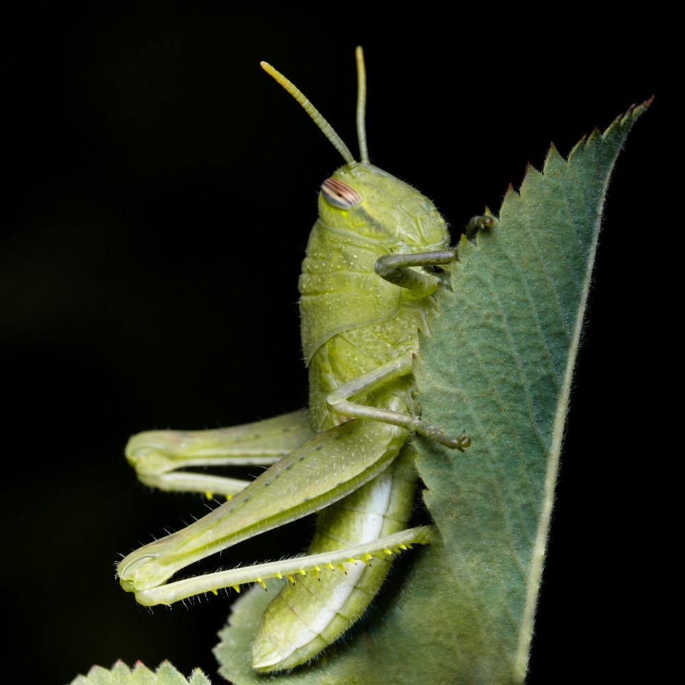 a close up of a grasshopper on a leaf