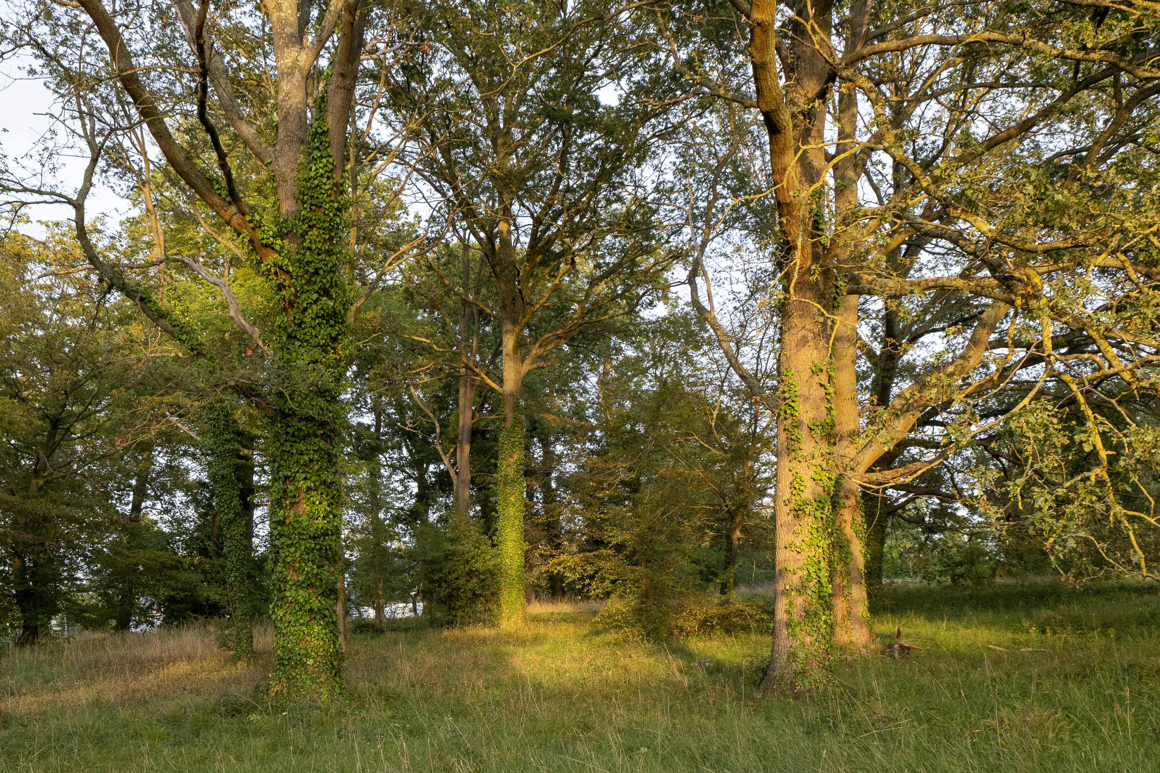 Photo by stradivariusstudio