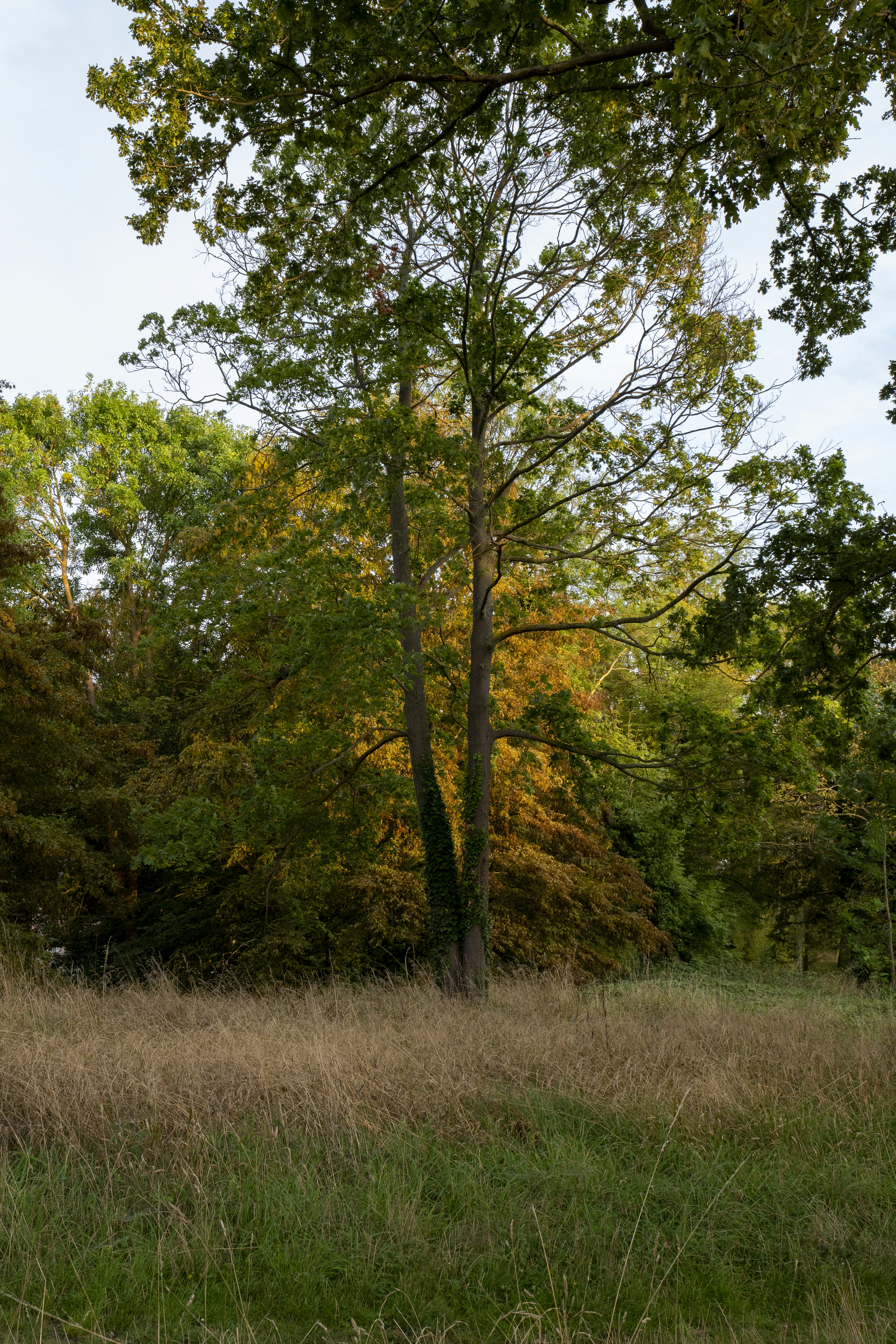 Photo by stradivariusstudio