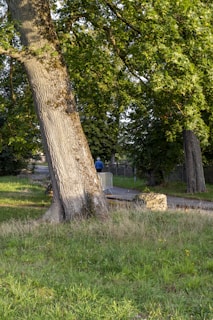 a person sitting on a bench under a tree