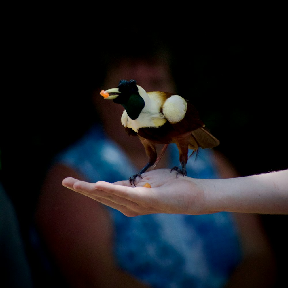 a small bird sitting on top of a persons hand