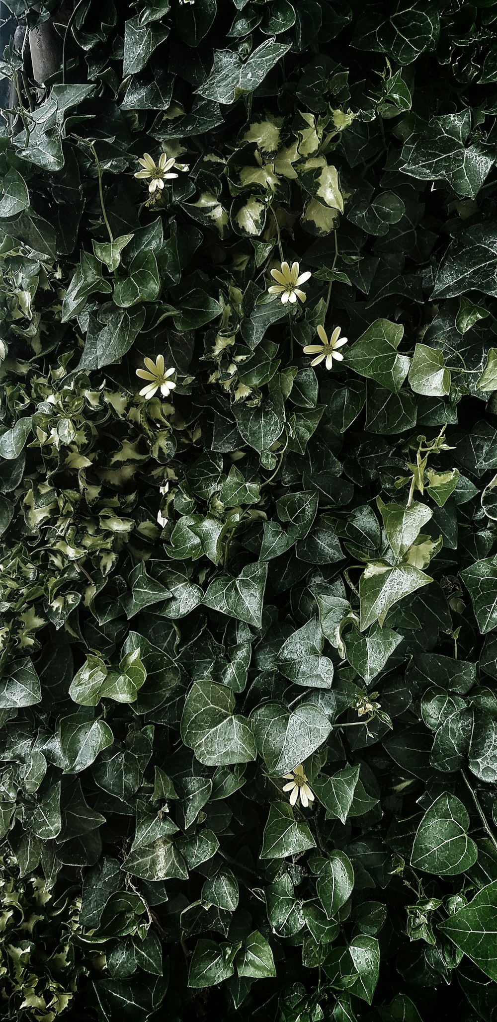 a close up of a bush with leaves and flowers