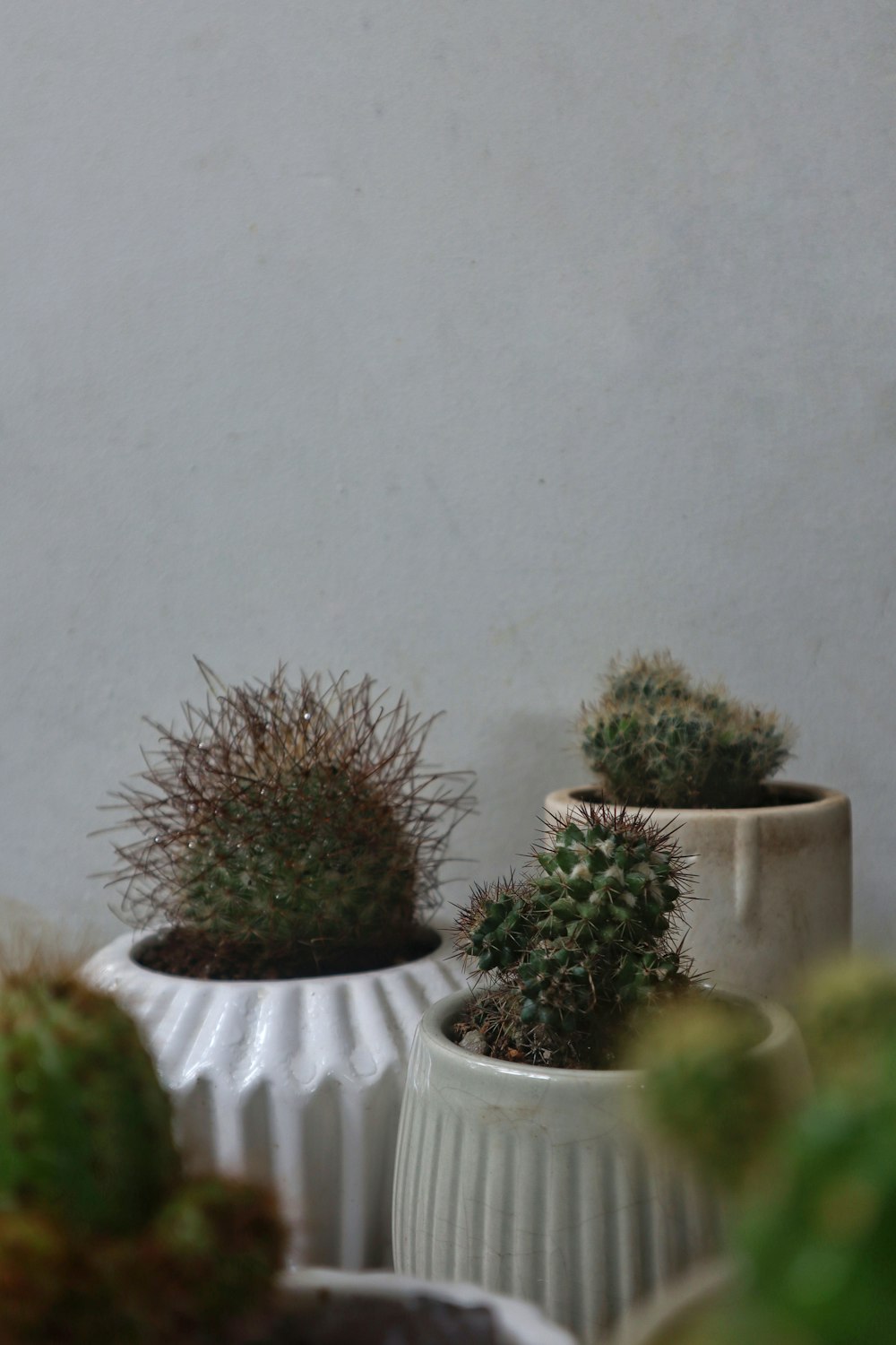 a group of small cactus plants in white pots