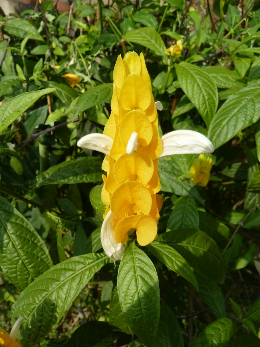 a close up of a yellow and white flower