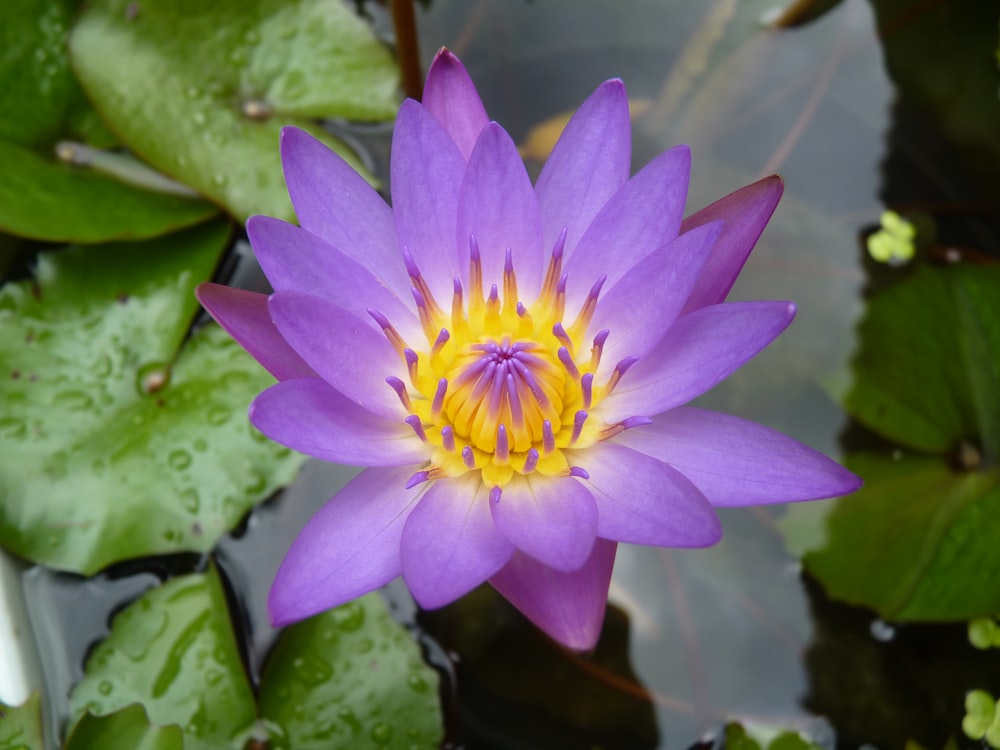 a purple flower with yellow center surrounded by green leaves