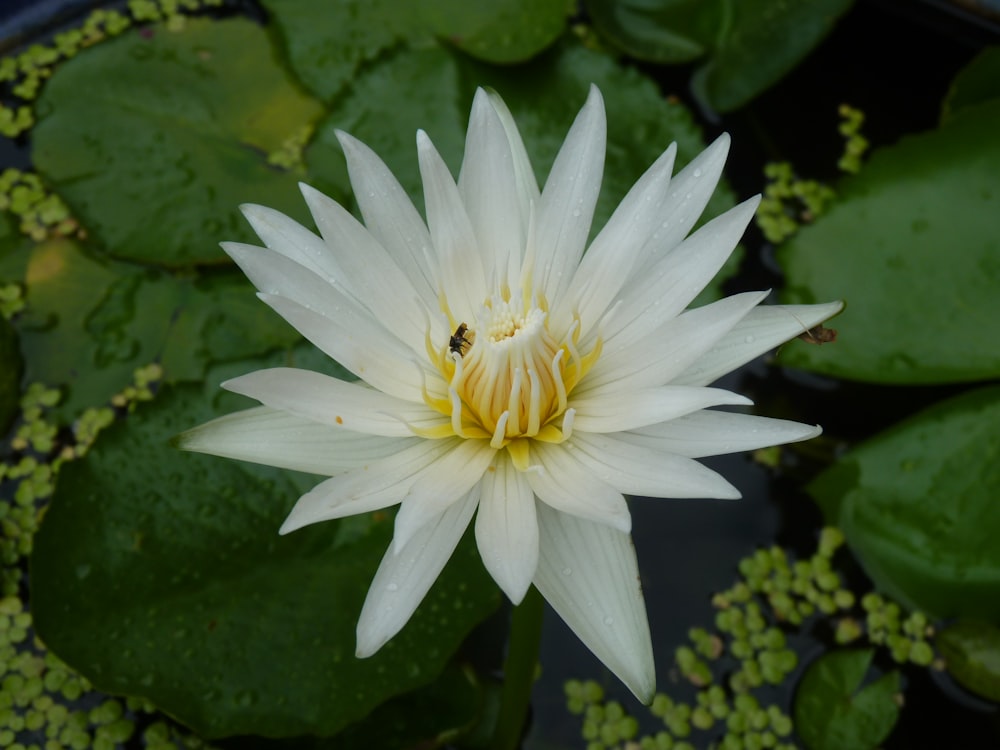 a white flower with a yellow center surrounded by green leaves