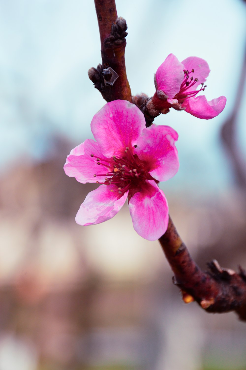 a close up of a pink flower on a tree branch