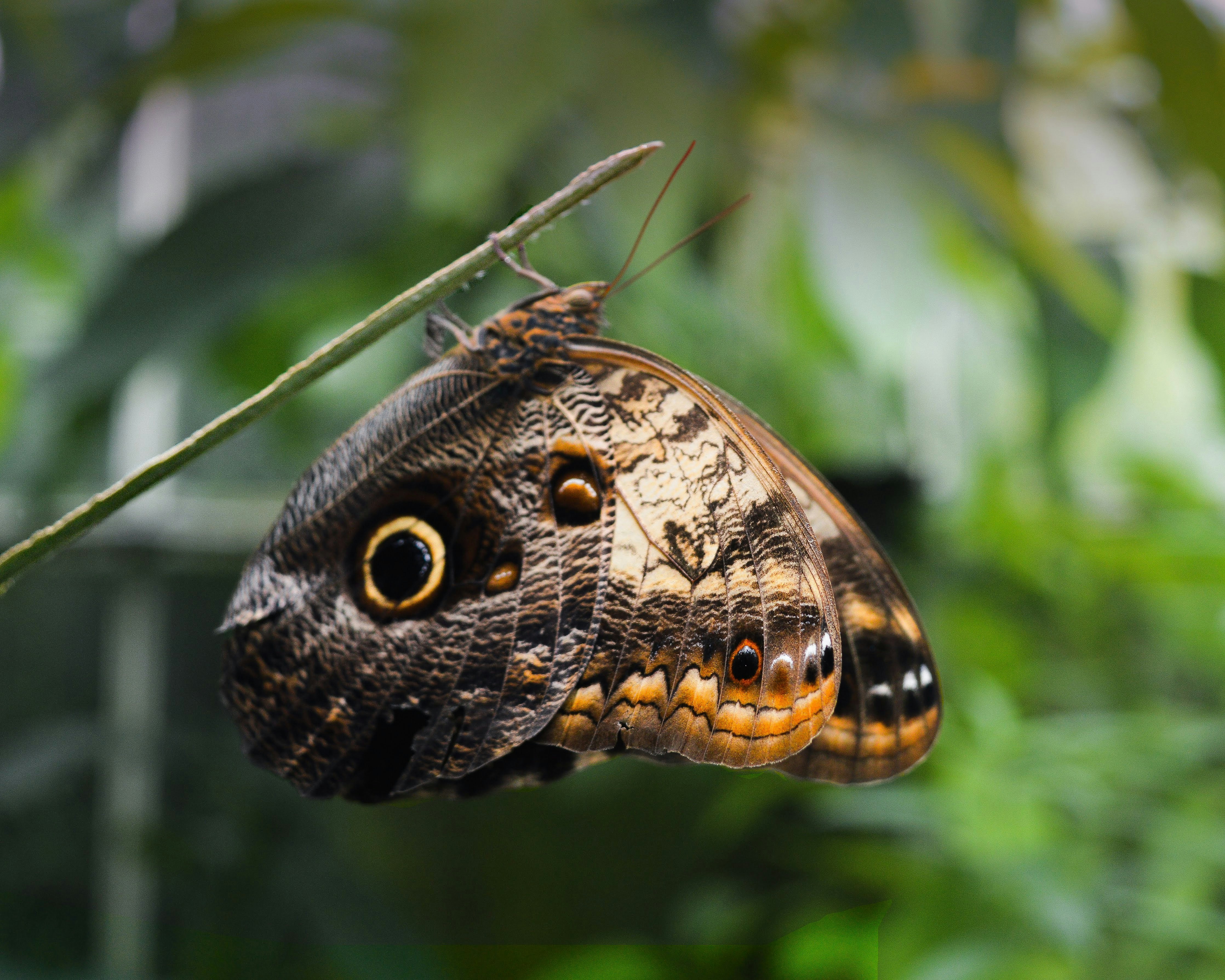 Farfalla in bianco e nero su pianta verde foto – Immagine gratis di Sfondo  su Unsplash, image size:3000x2400