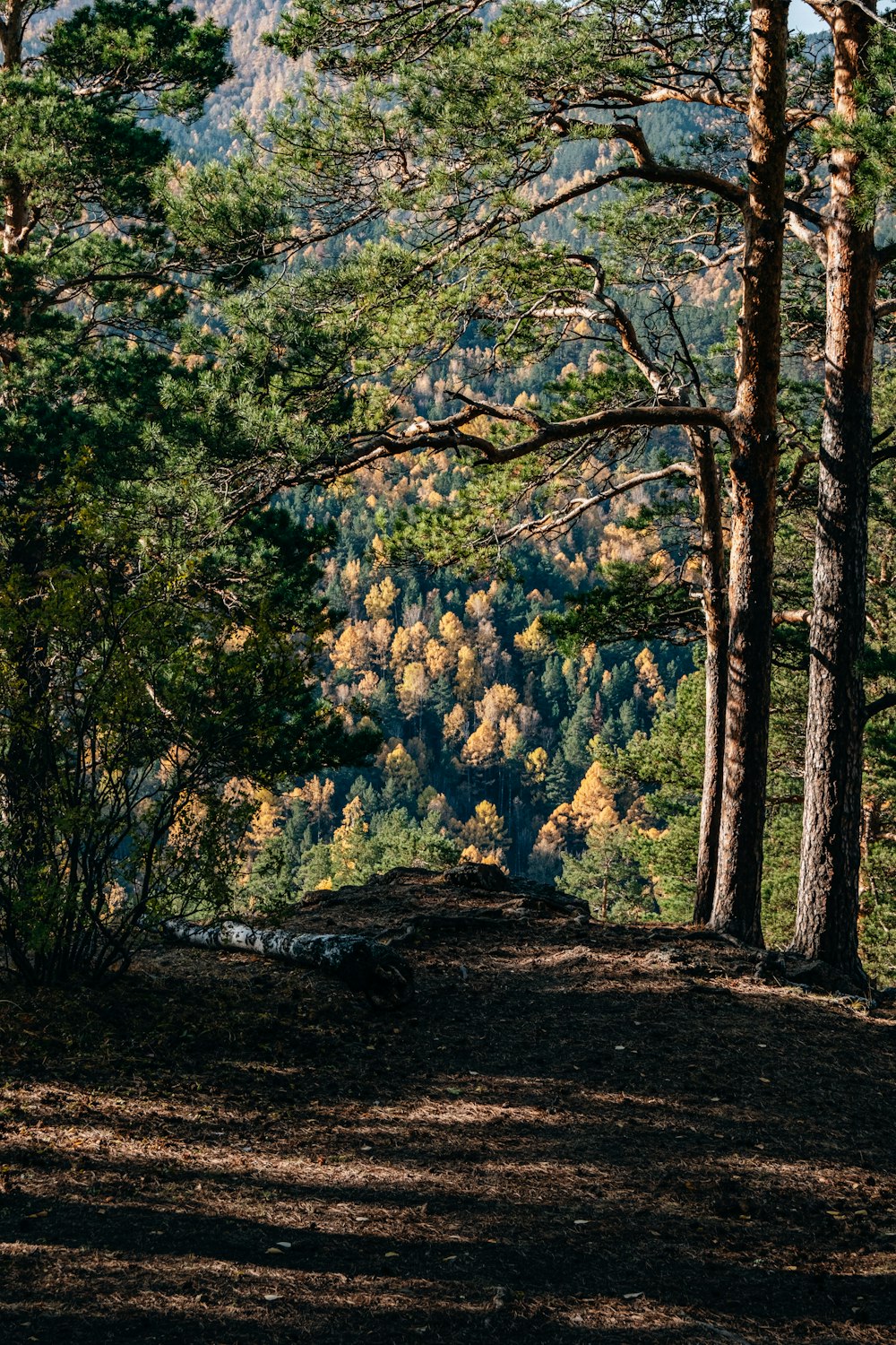 a bench sitting in the middle of a forest