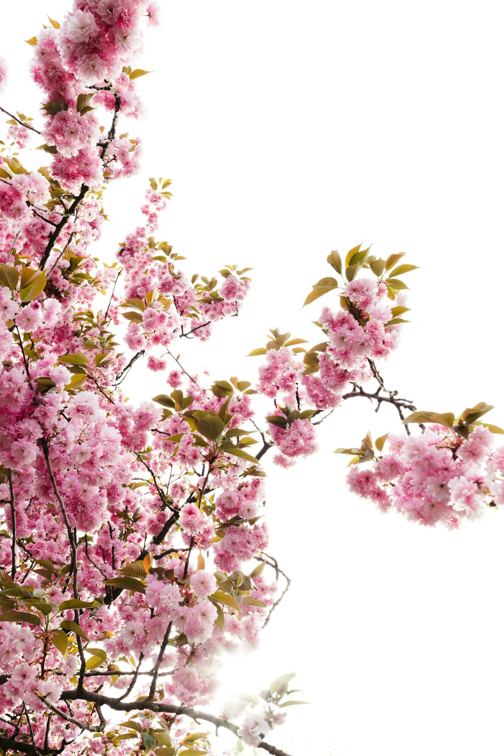 a tree with lots of pink flowers on it