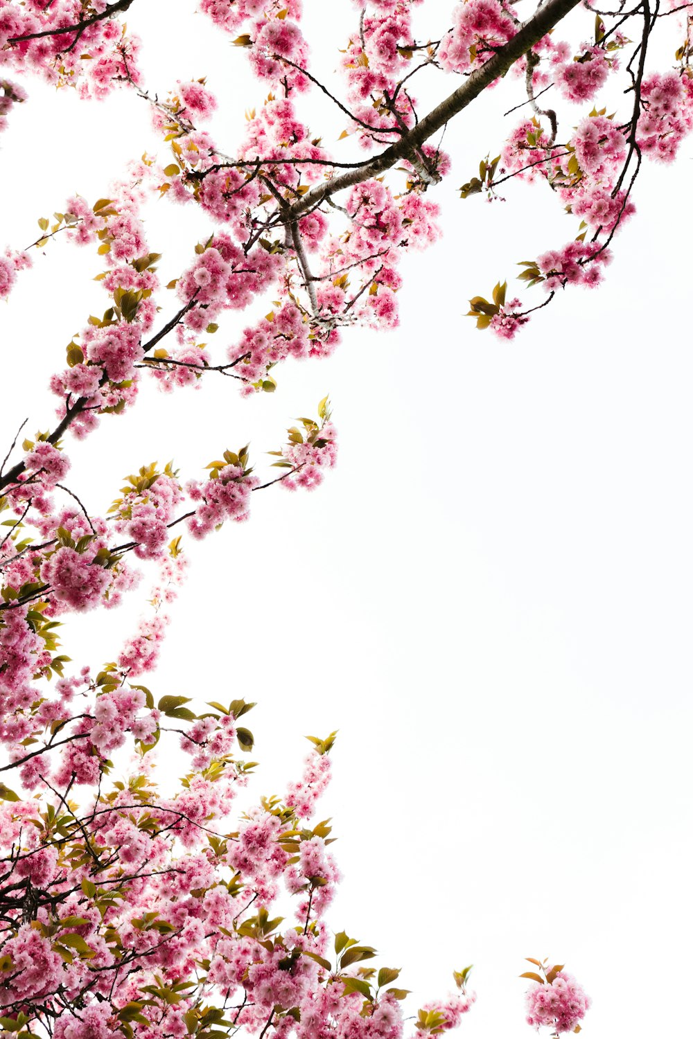 a tree with lots of pink flowers on it