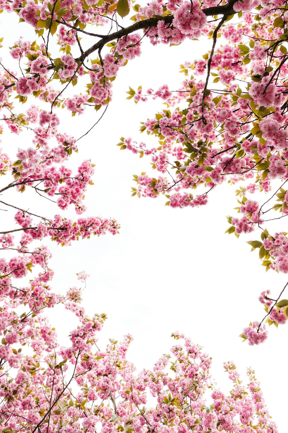 pink flowers are blooming on the branches of a tree