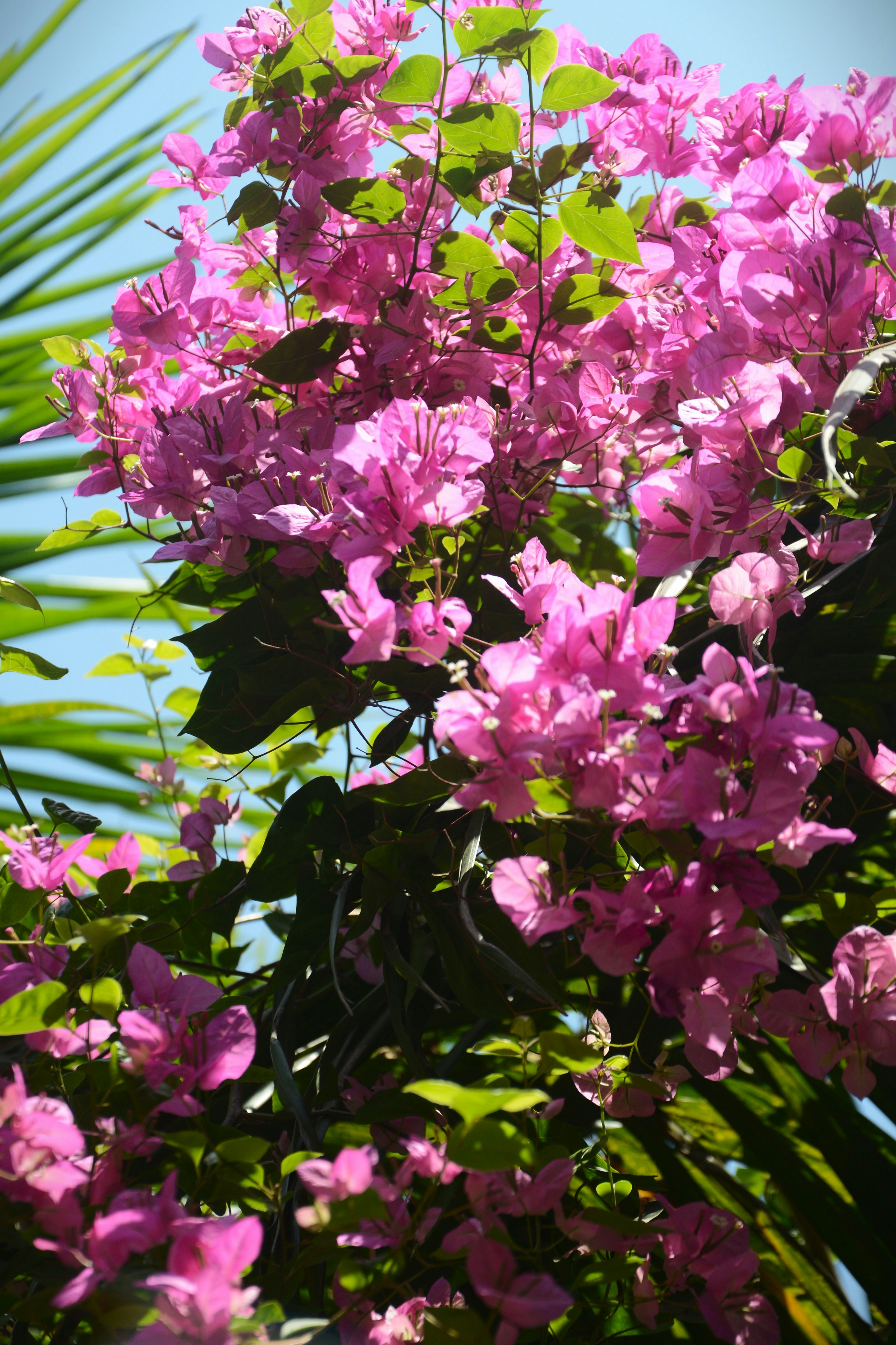 Photo by tasimahmedsafat