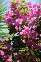 a bush of purple flowers with green leaves
