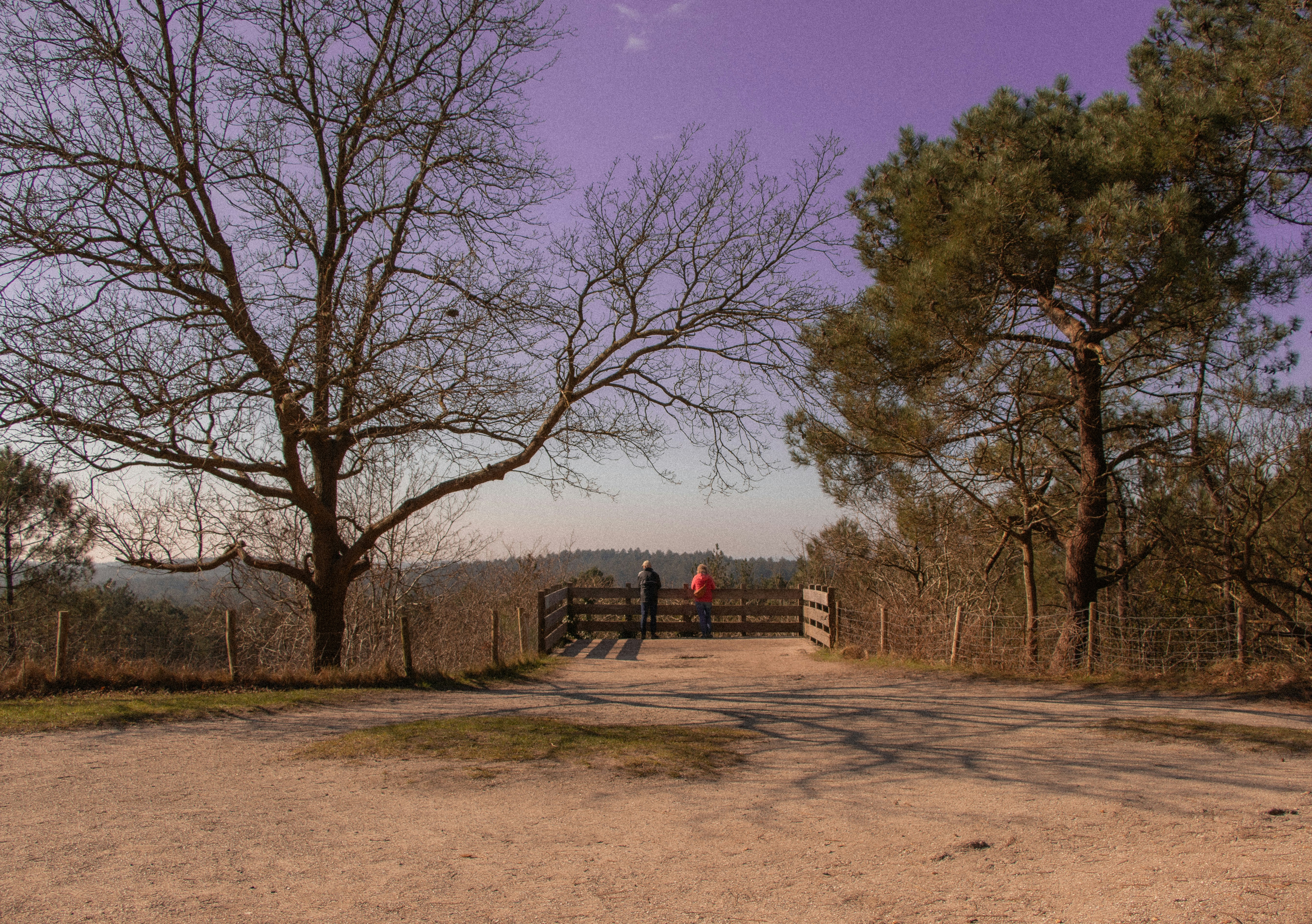 eine unbefestigte Straße, umgeben von Bäumen und einem Zaun