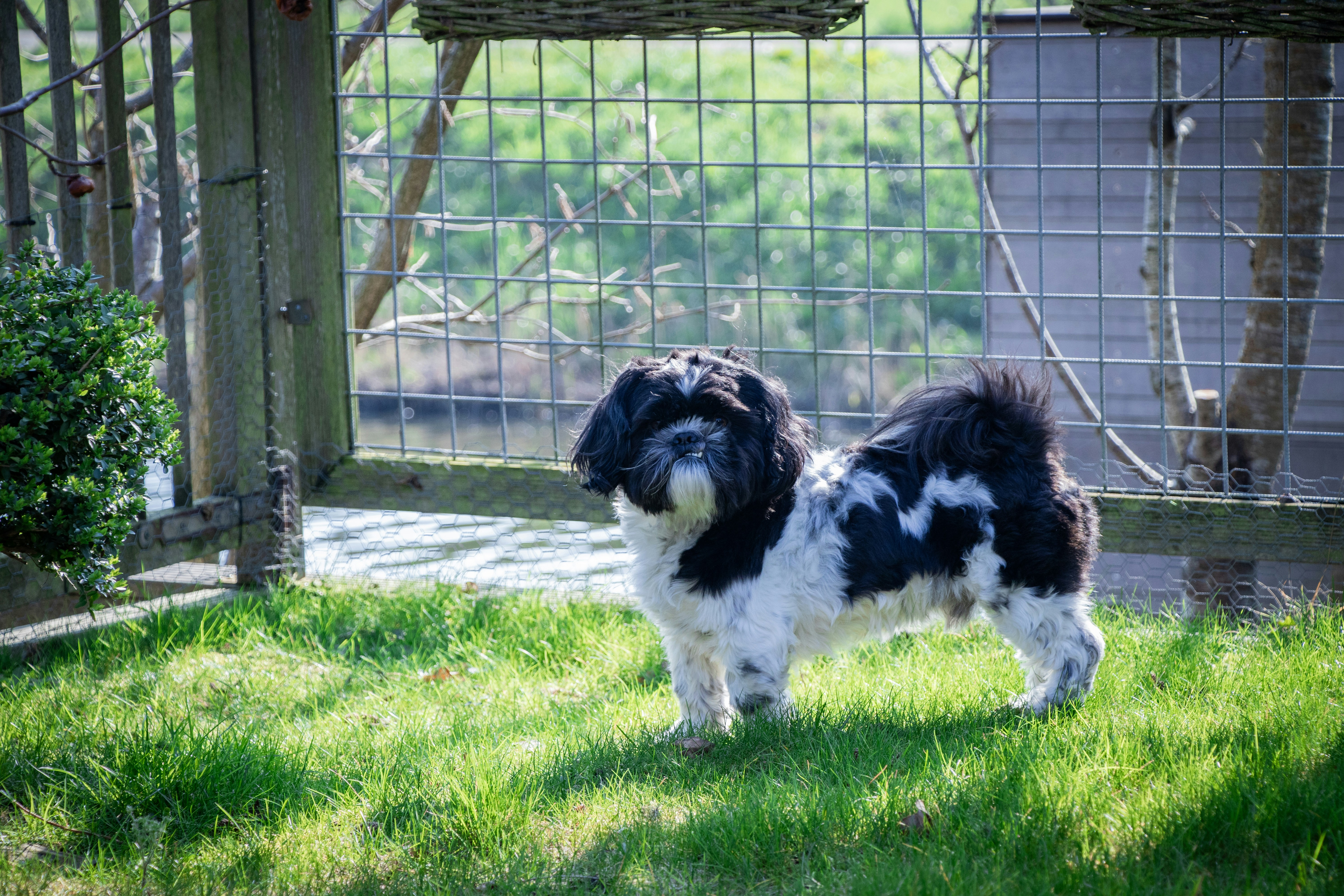 ein schwarz-weißer Hund, der auf einem üppig grünen Feld steht