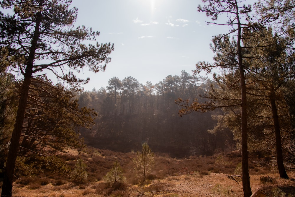 the sun shines through the trees in the forest