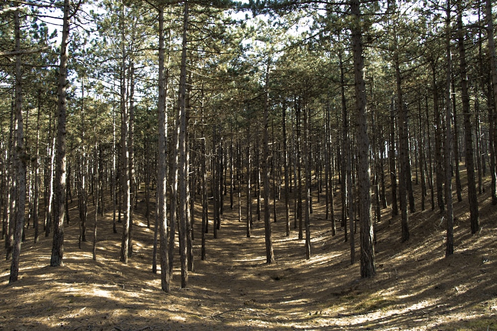 a forest filled with lots of tall pine trees