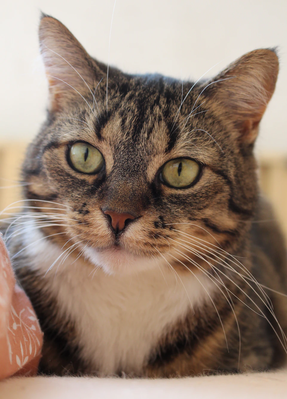 A brown and white cat is comfortably nestled on a beige surface, its eyes gazing directly into the camera with an air of curiosity and alertness. The cat's fur is a mix of brown and white, adding to its charming appearance. Its whiskers are long and white, and it has striking green eyes that seem to sparkle with interest as they meet the viewer's gaze.