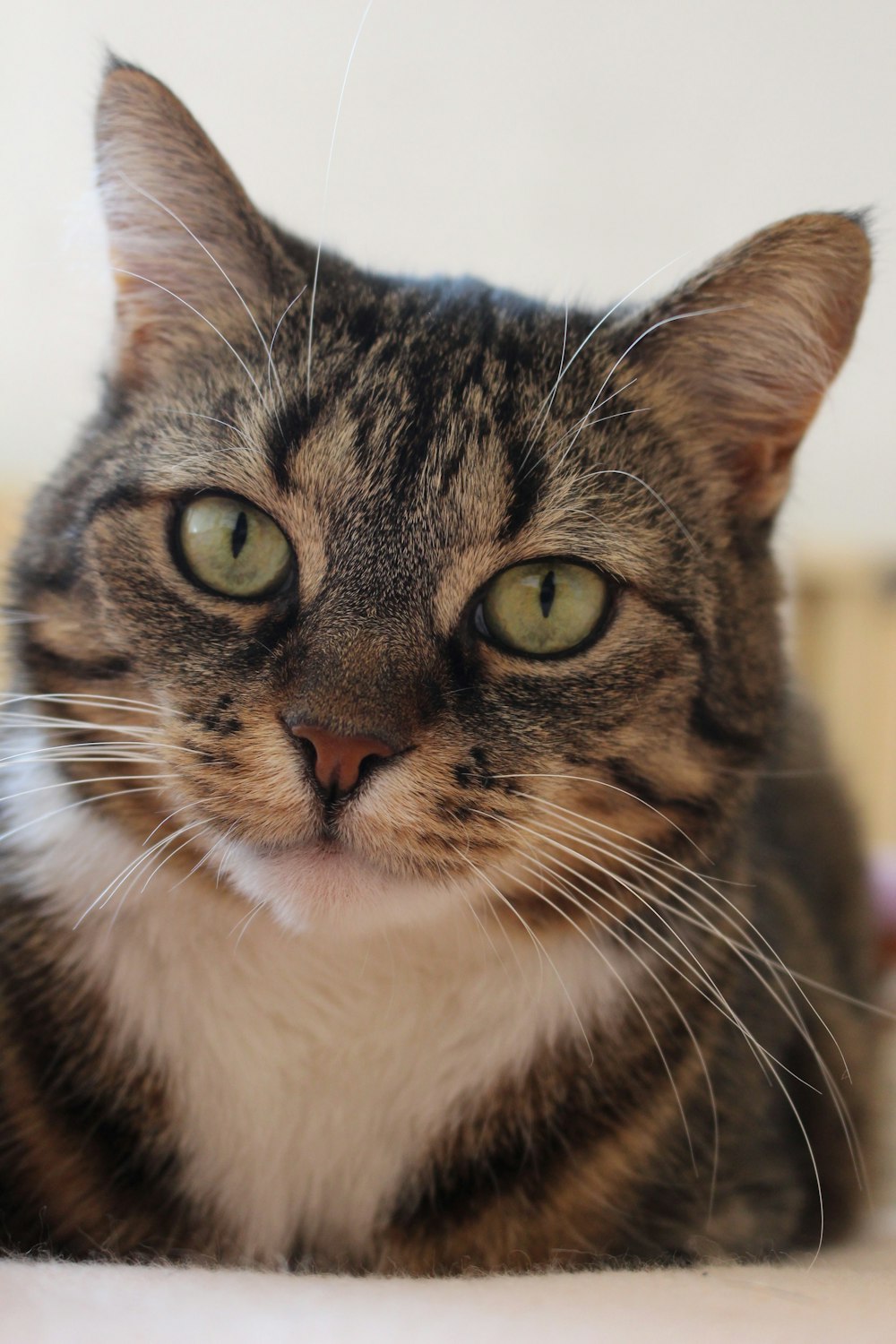 a close up of a cat with green eyes