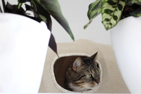 a cat sitting in a cat house next to a potted plant