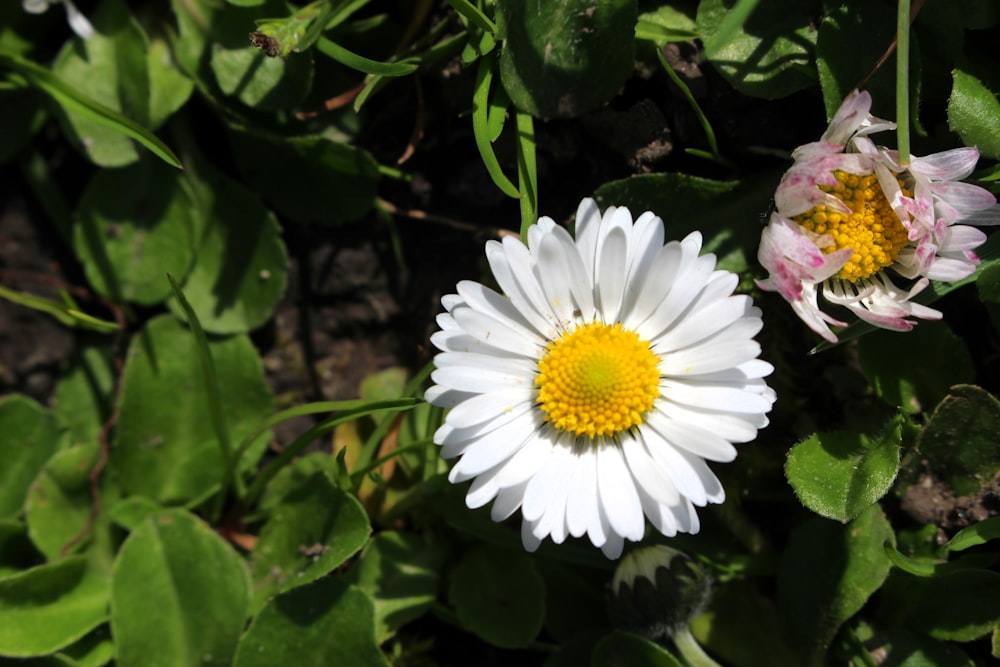 a couple of white flowers sitting on top of a lush green field