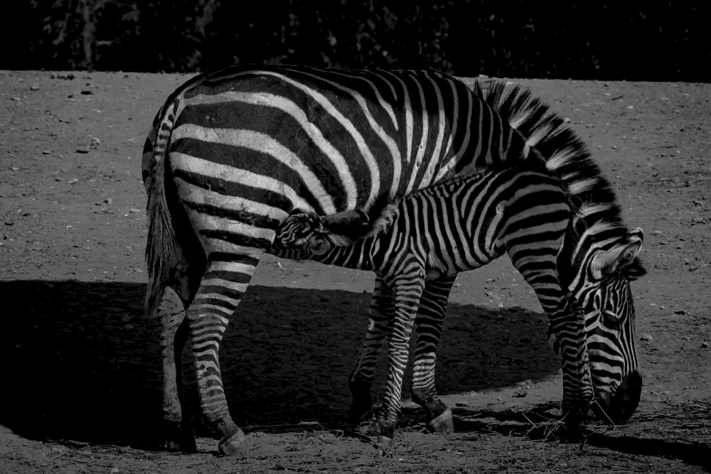 Una foto in bianco e nero di una zebra e del suo cucciolo