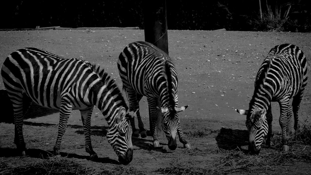 three zebras are grazing in a black and white photo