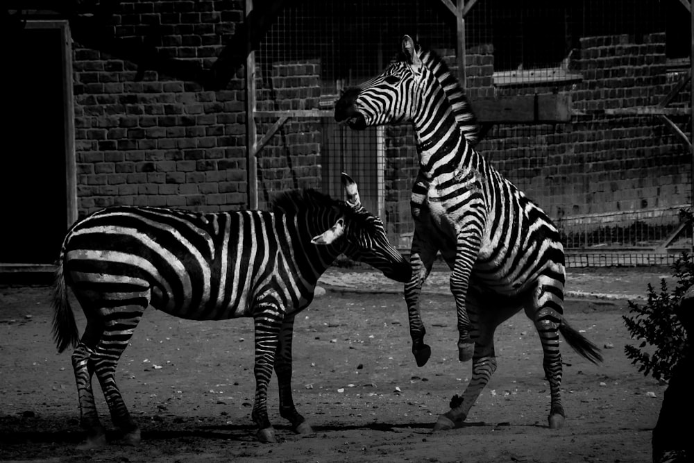 a couple of zebra standing next to each other