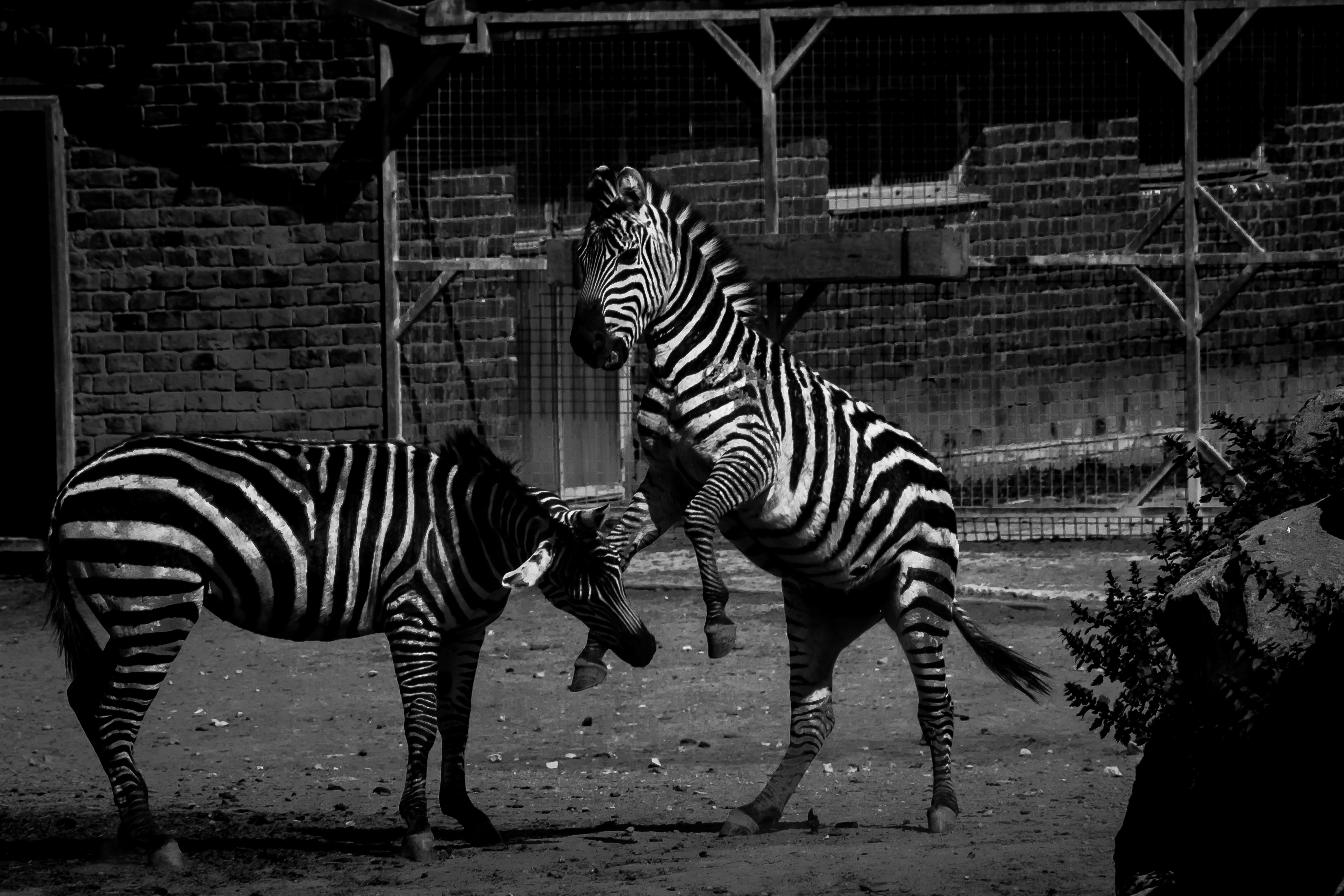 a couple of zebra standing next to each other