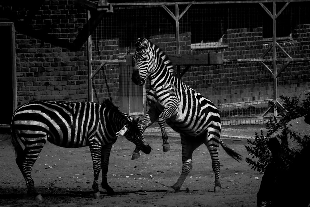 a couple of zebra standing next to each other