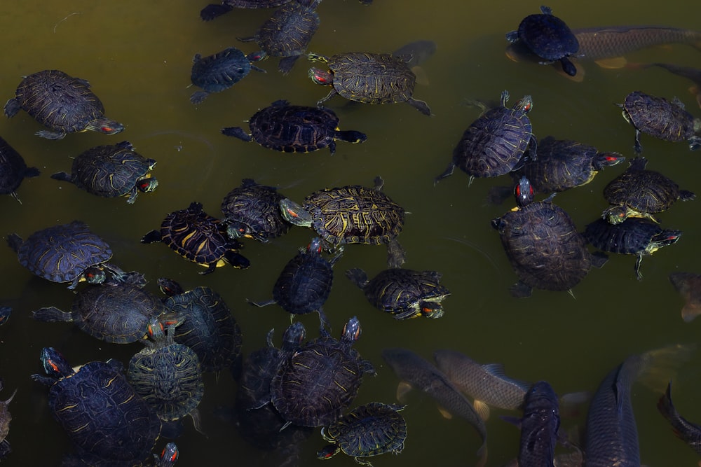 a group of turtles swimming in a pond