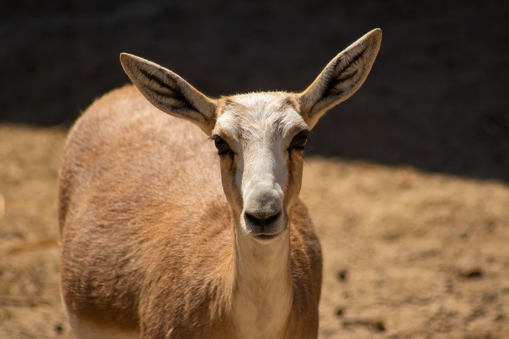 a close up of a goat on a dirt ground