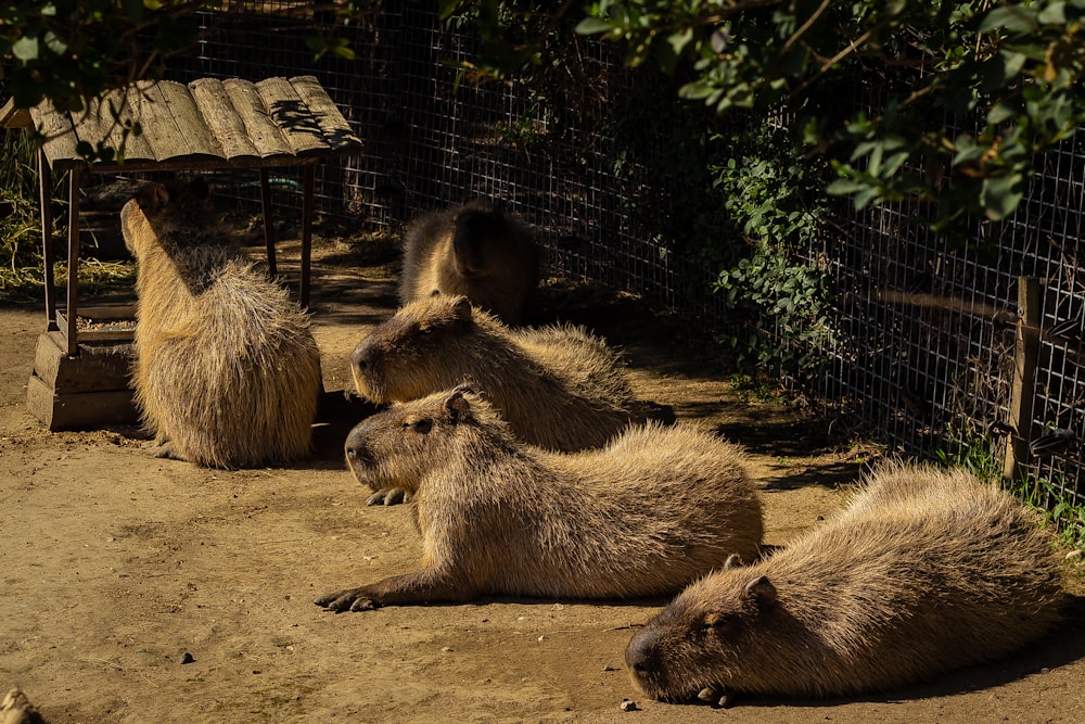 a group of animals that are sitting in the dirt