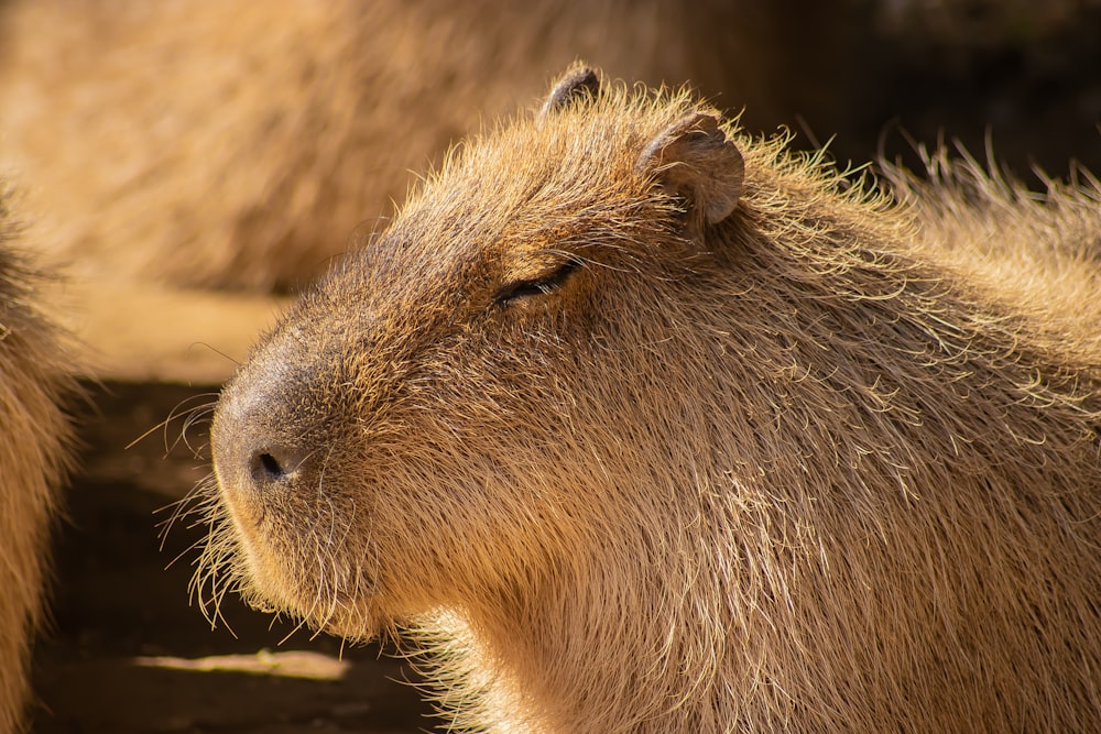 a close up of a capybara looking at something