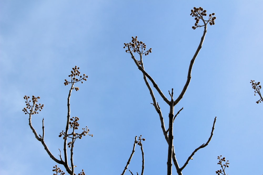 the branches of a tree against a blue sky