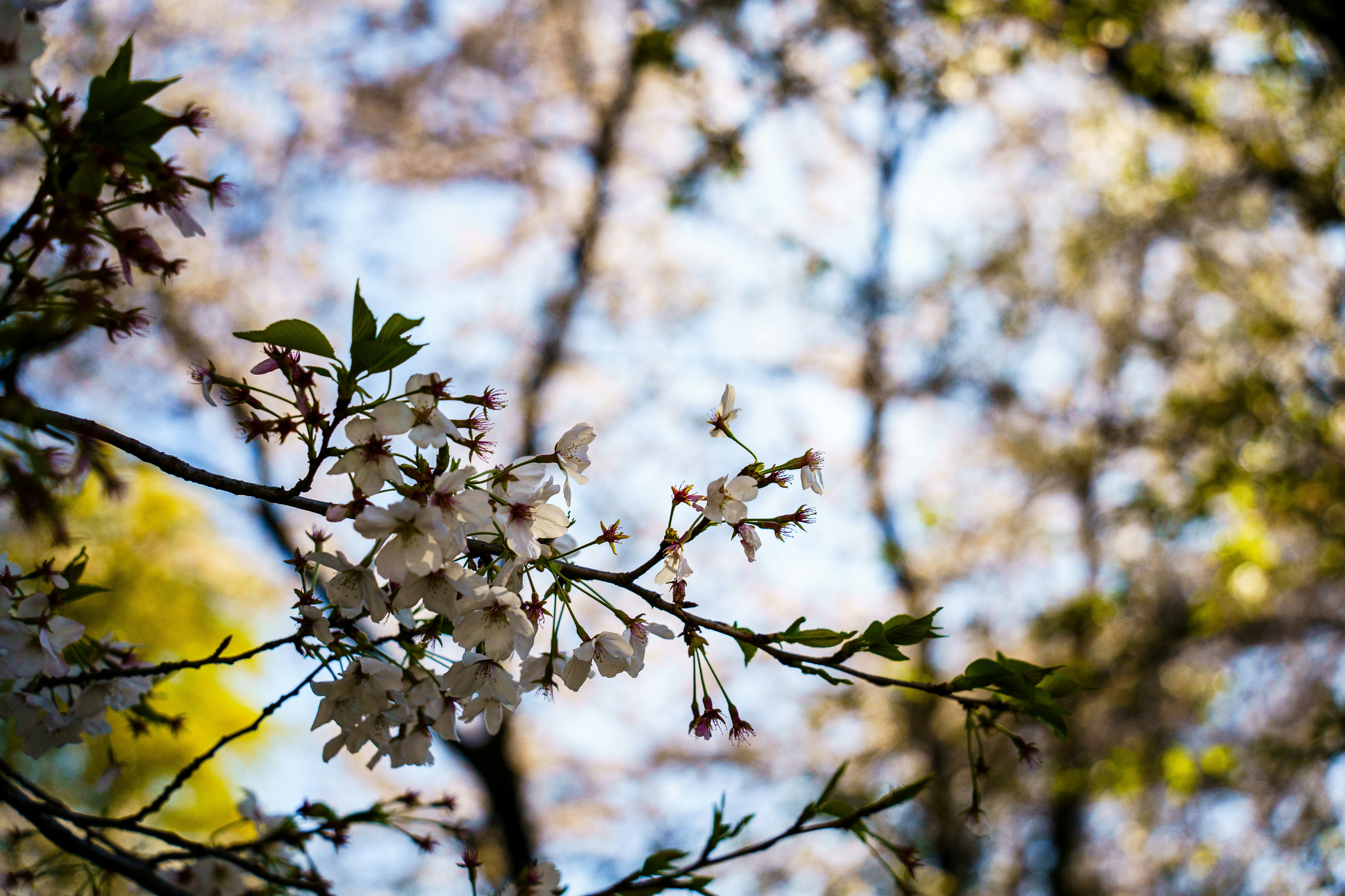 Photo by kent_shimazaki