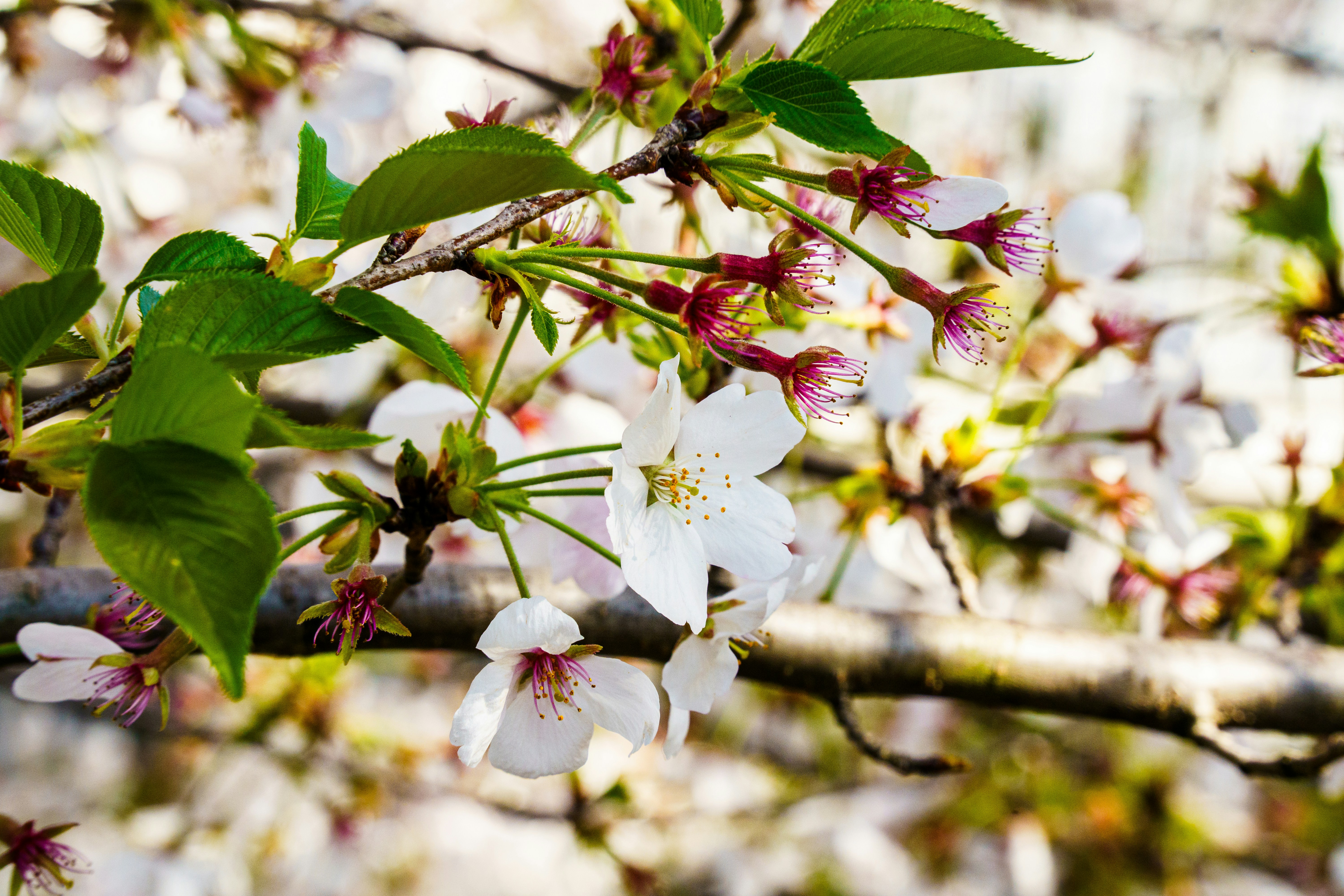 Photo by kent_shimazaki