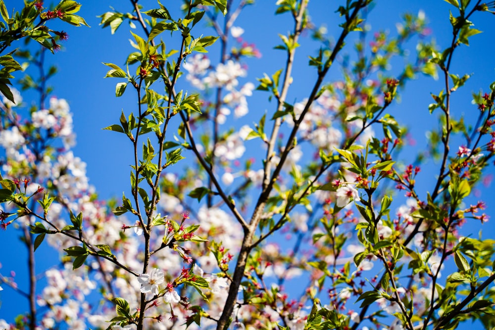 a tree with white flowers and green leaves