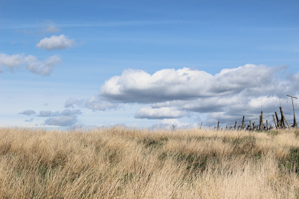 a grassy field with a fence in the background