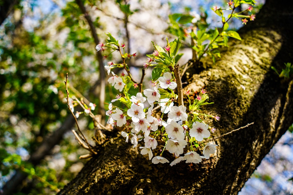 a branch of a tree with white flowers