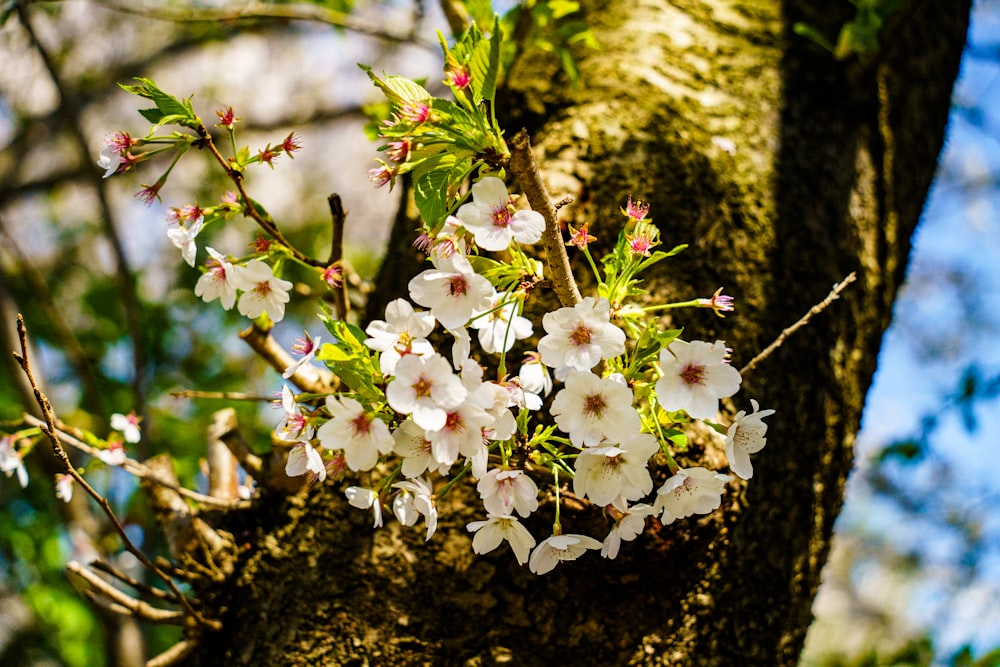 a branch of a tree with white flowers