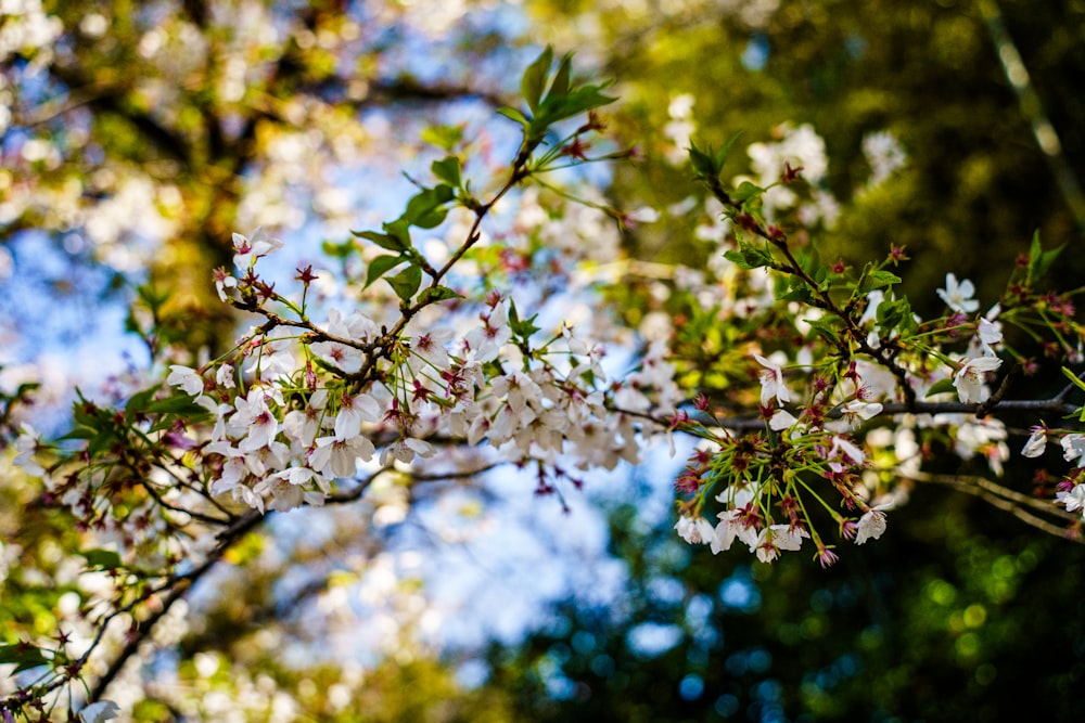 a tree with white flowers and green leaves