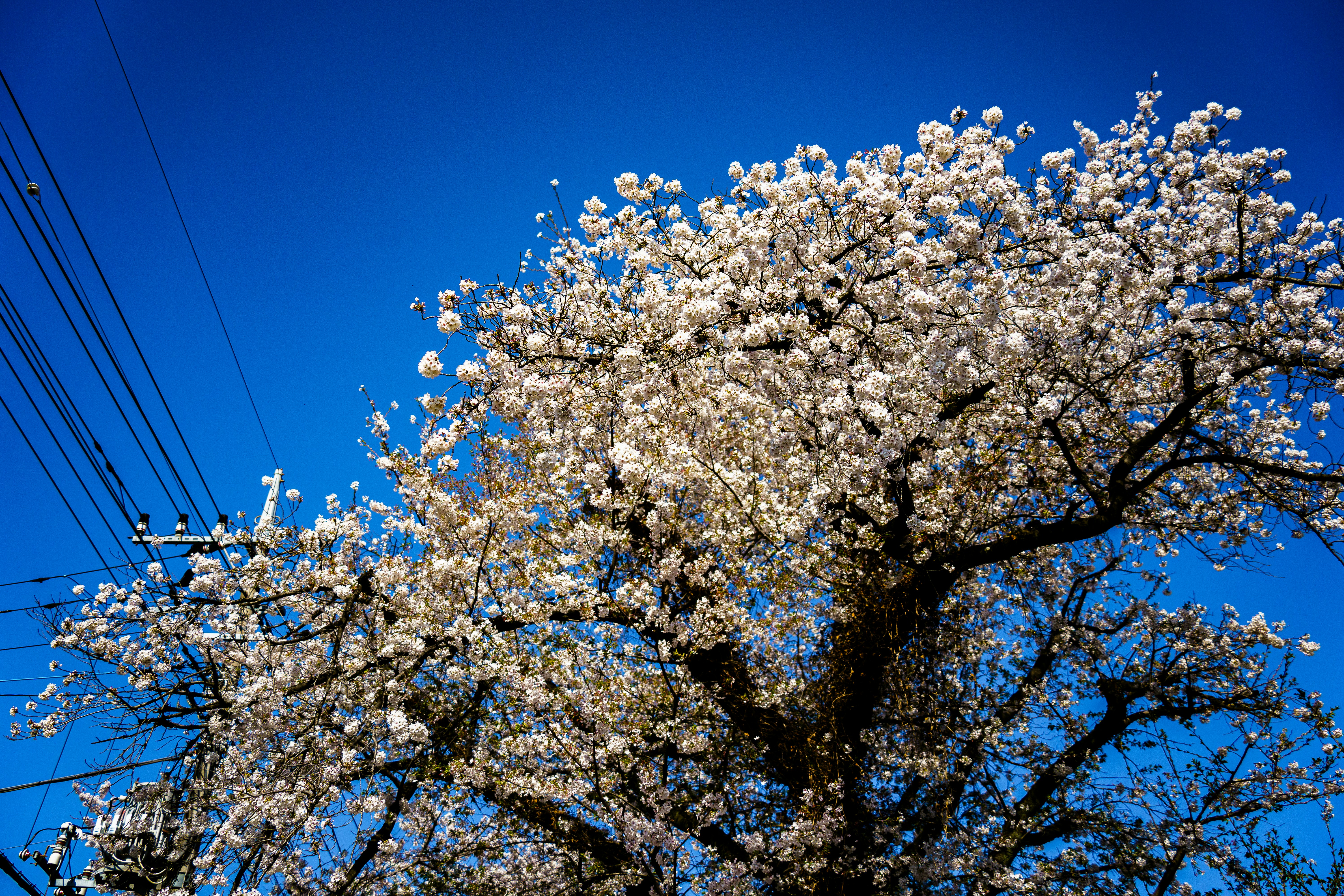 Photo by kent_shimazaki